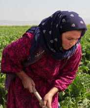 The Seasonal Agricultural Workers’ Health Development Programme